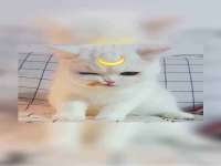 泗阳美蟹汇电子商务有限公司